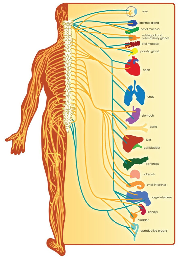 Nerve Diagram Wall Decal Poster