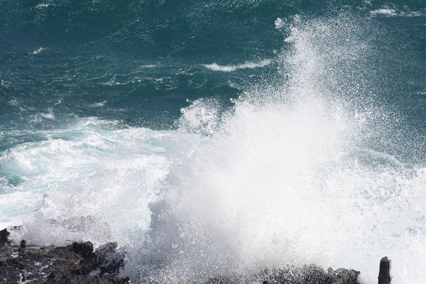 Howard Blowhole I Wall Decal