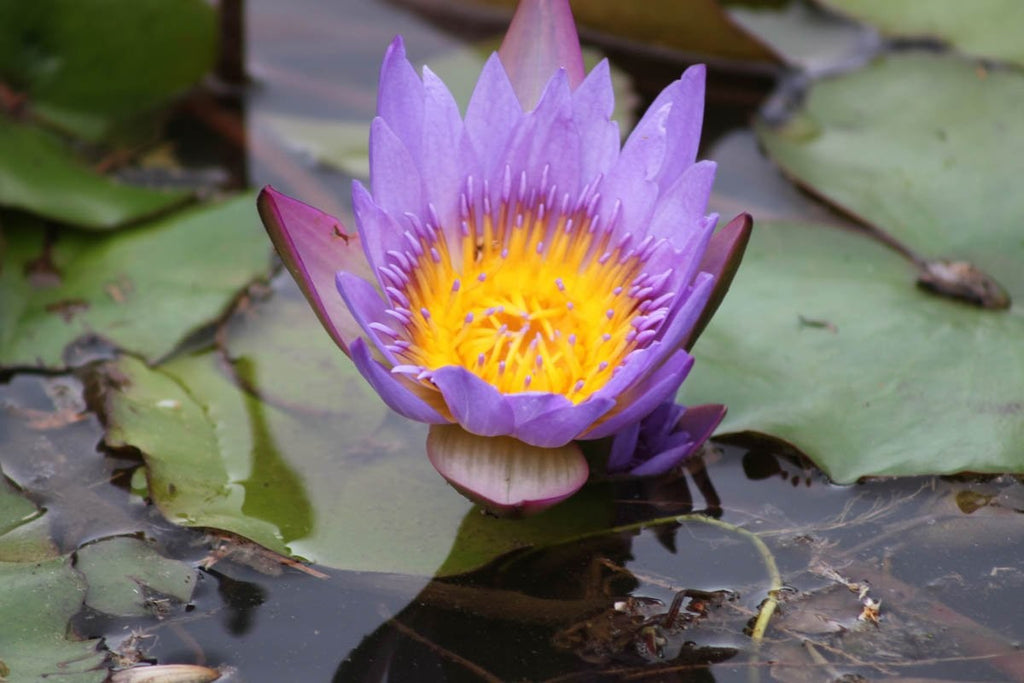 Howard Purple Pond Bloom Wall Decal