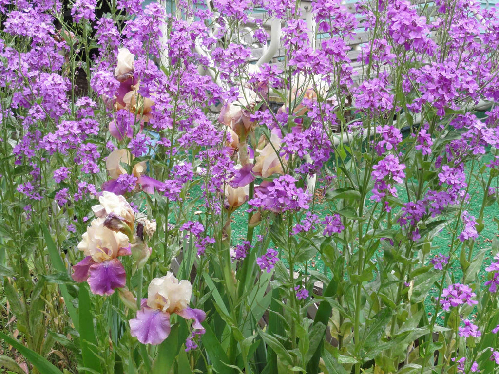 Sumerlin Irises Glossy Poster
