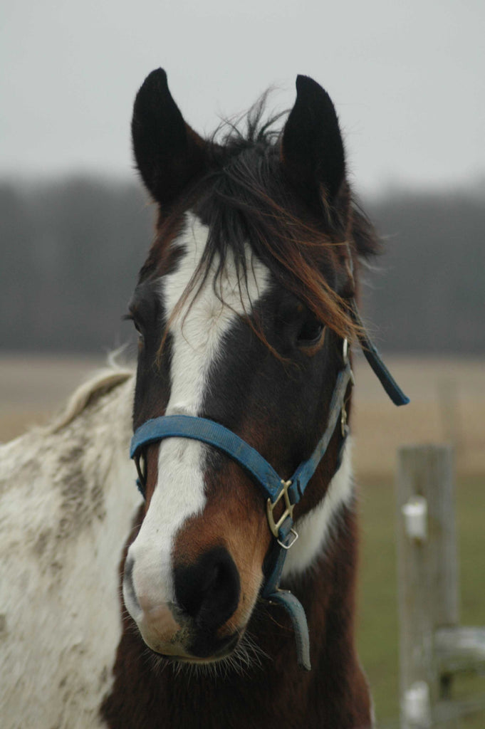 Guernsey Horse Glossy Poster