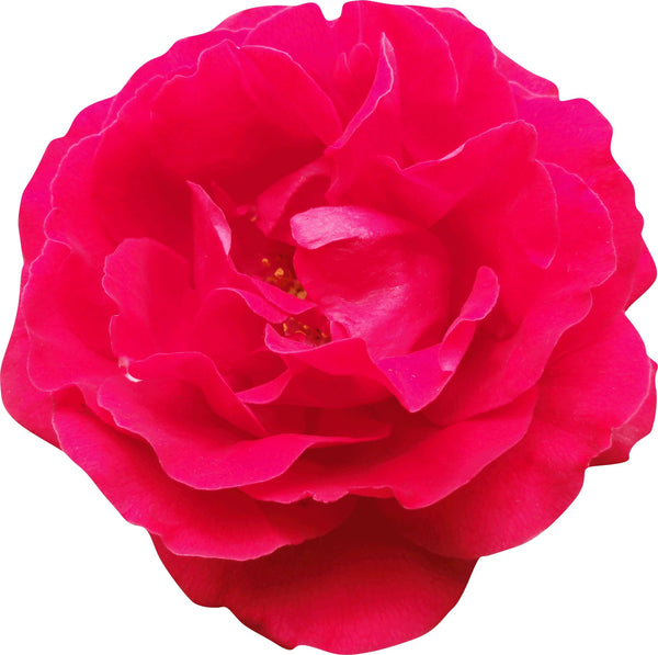 Sumerlin Red Rose Wall Decal Cutout