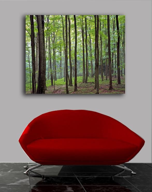 Krieg Forest Canvas Installed