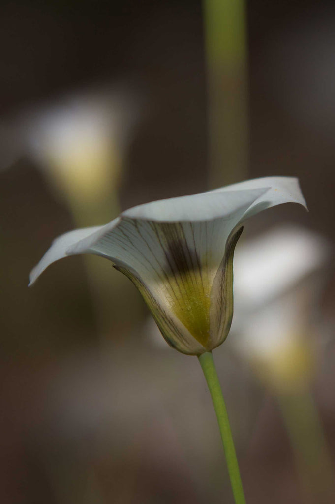 DeWitt Flower III Glossy Poster