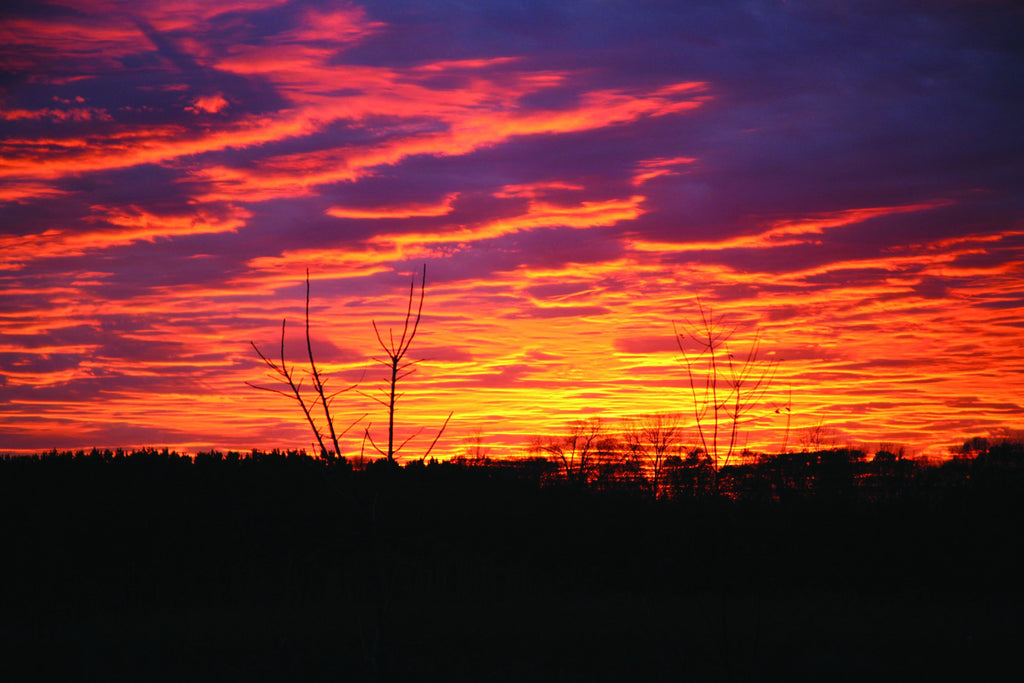 Reimer Sunset Wall Decal
