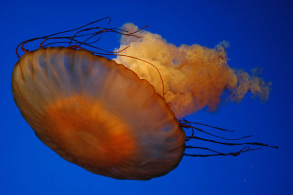 Guernsey Jellyfish III Wall Decal