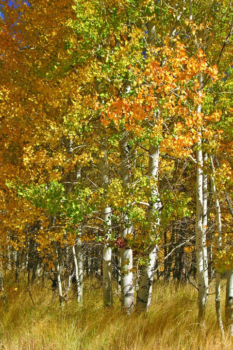 Hogan Forest I Glossy Poster