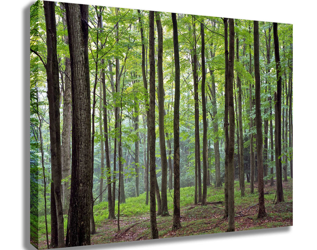 Krieg Forest Canvas Printed