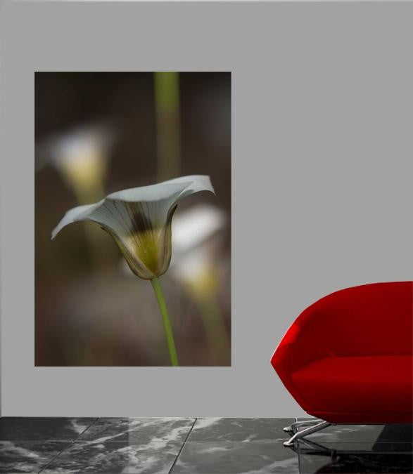DeWitt Flower III Glossy Poster