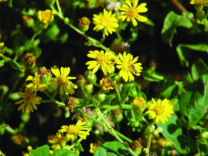 Viar Nature Glossy Poster