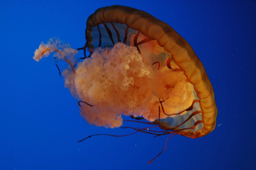 Guernsey Jellyfish I Wall Decal