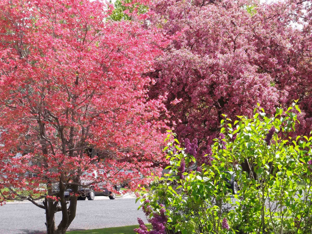 Sumerlin "Pink & Purple" Wall Decal