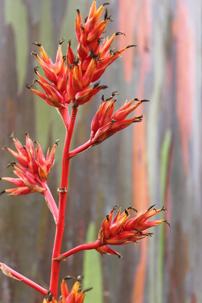 Howard "Crayon Tree" Wall Decal