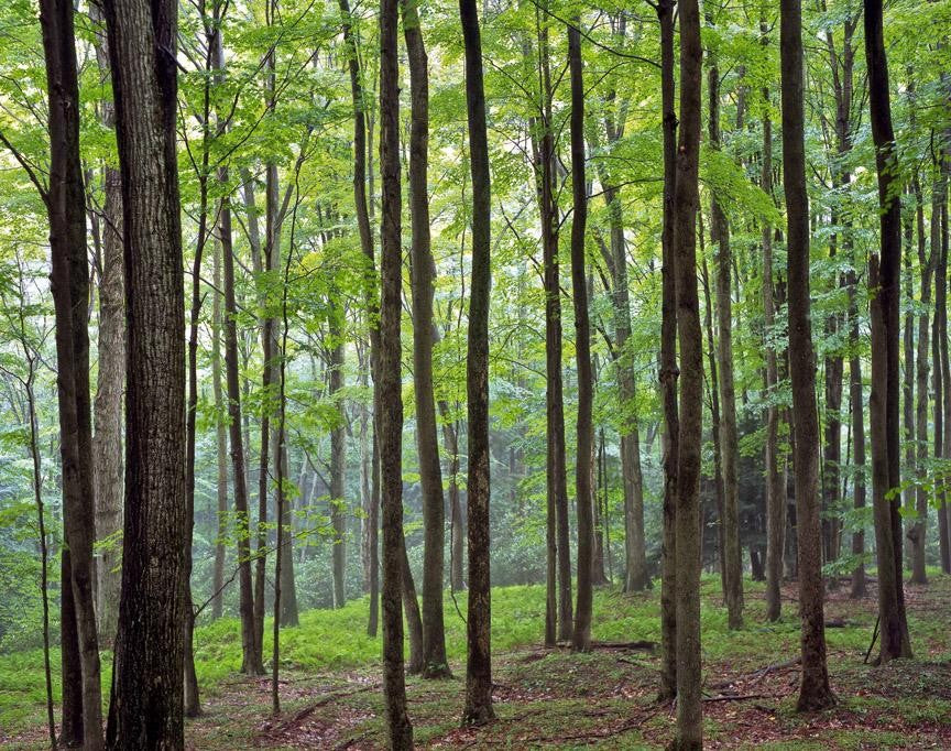 Krieg Forest Wall Decal