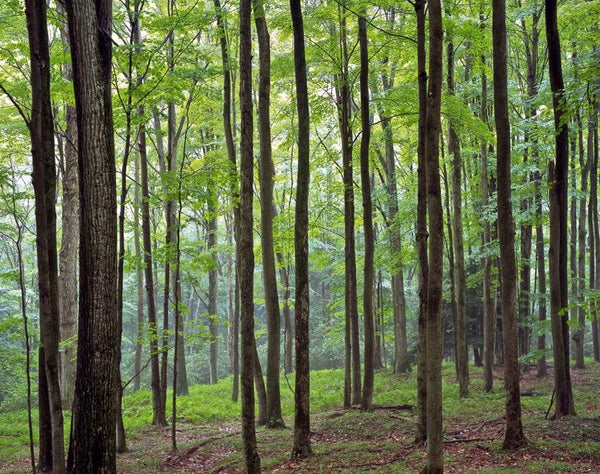 Krieg Forest Wall Decal