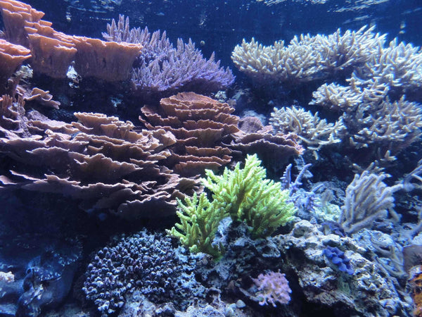 Sumerlin Sea Coral I Glossy Poster