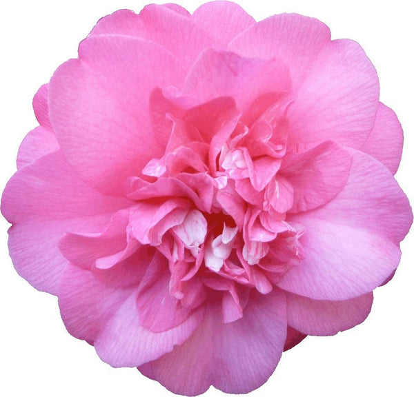 Hollis Pink Camellia Wall Decal Cutout