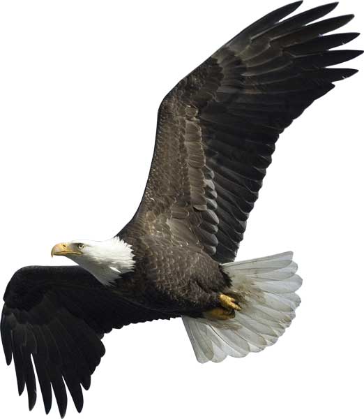 Soaring Eagle Wall Decal Cutout