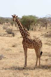 Giraffe Portrait Wall Decal Poster