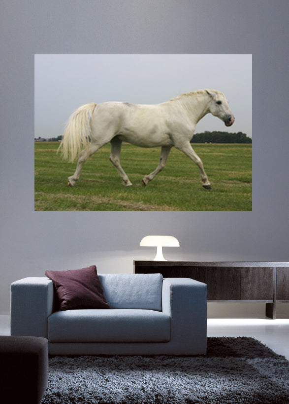 White Mustang Wall Decal Poster Installed