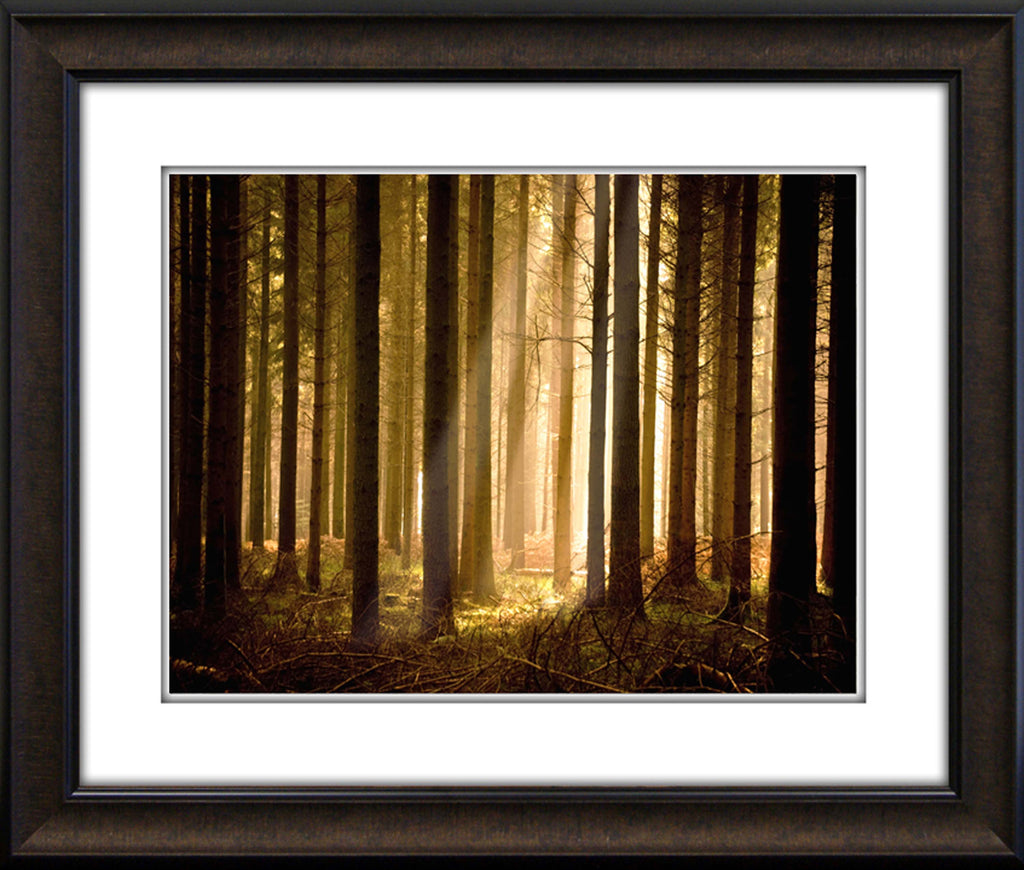 Pine Tree Light Framed Art 19.25"x23.25"