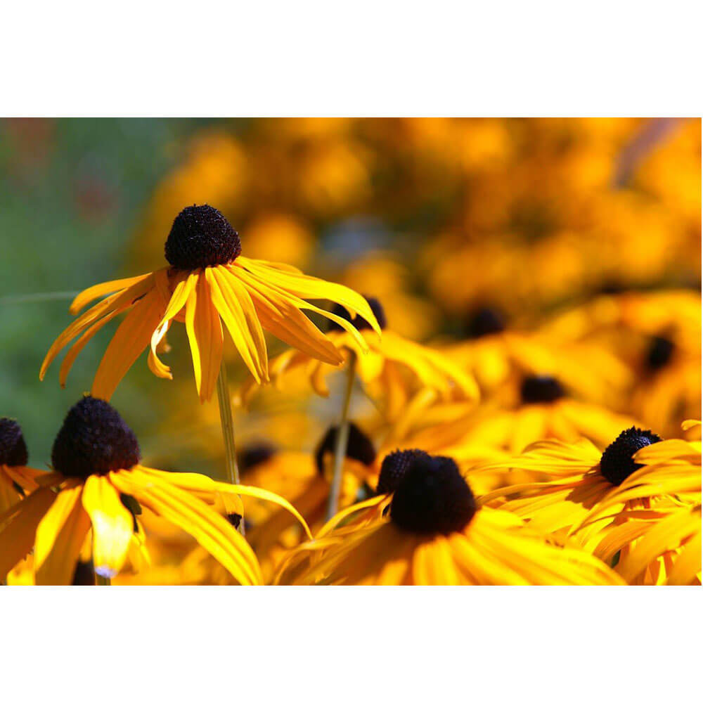 Wallhogs Big Brother Glossy Poster