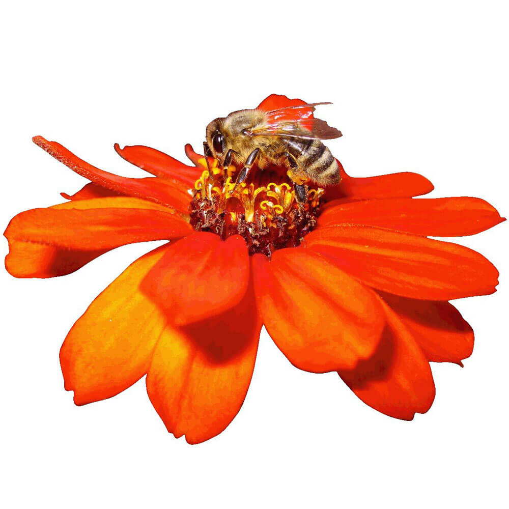 Arena Pollen Nation Die-Cut Wall Decal