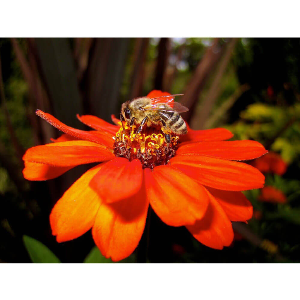 Arena Pollen Nation Glossy Poster