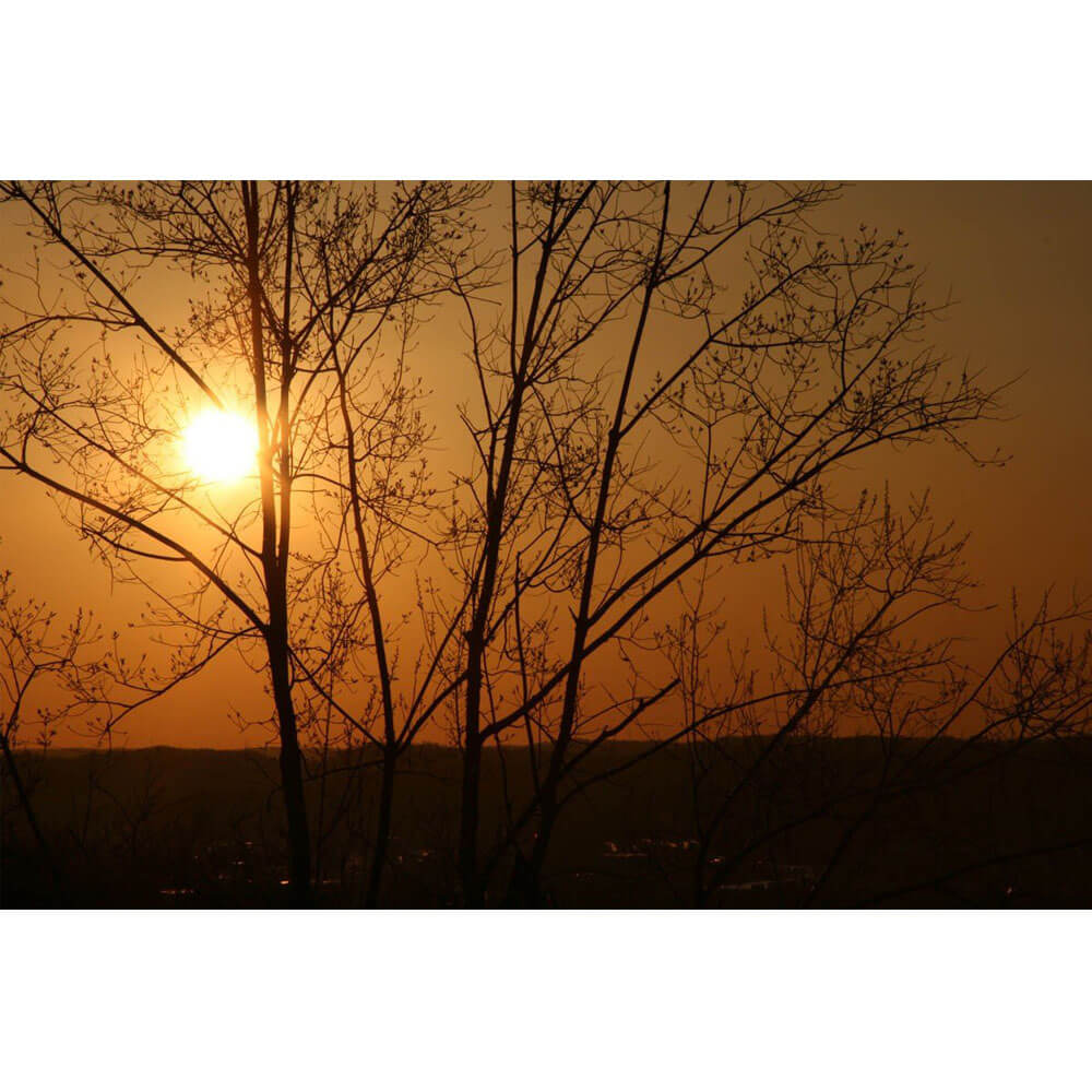 Arena Sunset Wall Decal