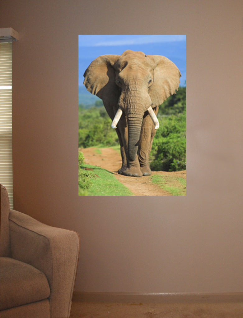Elephant Charging Wall Decal Poster Installed