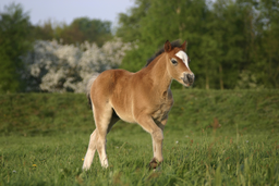 Pony Wall Decal Poster