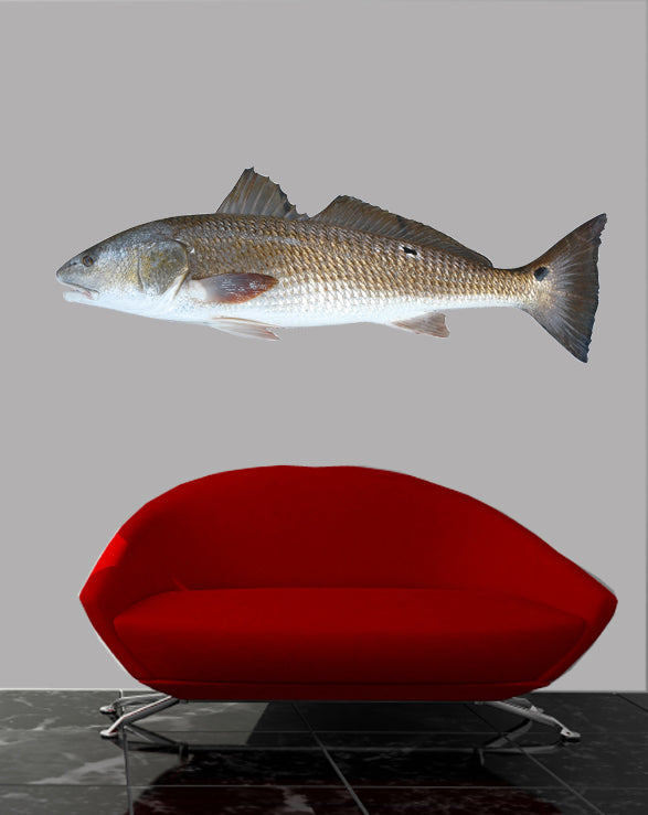 Fish I Wall Decal Cutout Installed