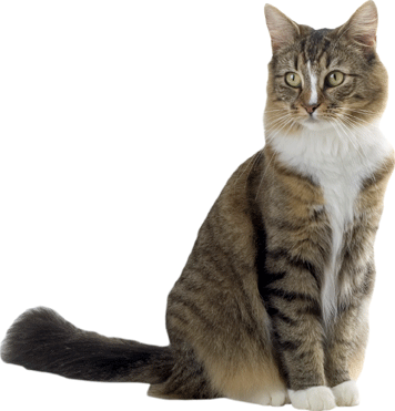 Cat V Wall Decal Cutout