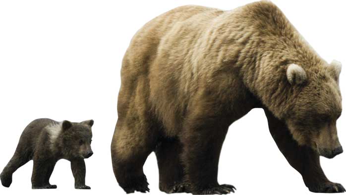 Mama &amp; Baby Cub Wall Decal Cutout