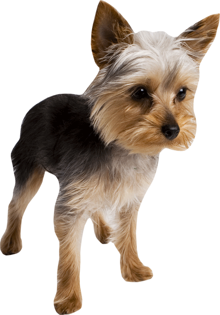 Terrier Wall Decal Cutout