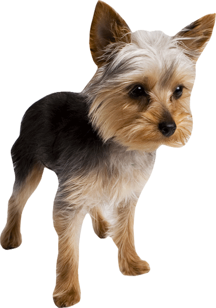 Terrier Wall Decal Cutout