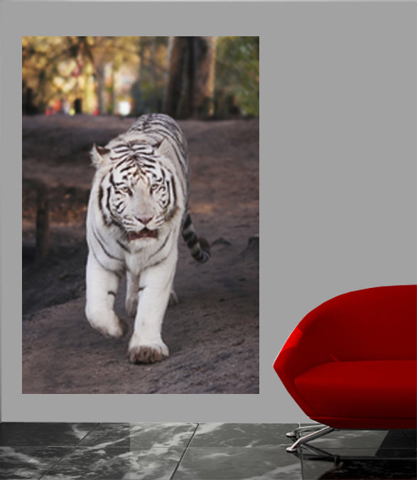 White Tiger Wall Decal Poster Installed