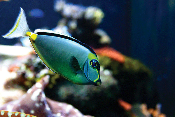 Reef Tang Wall Decal Poster