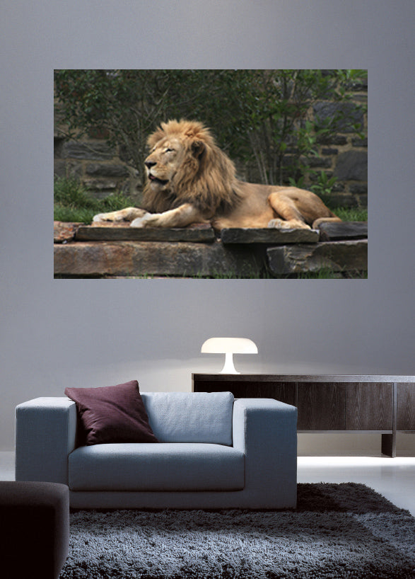 Lion Resting Glossy Poster Installed