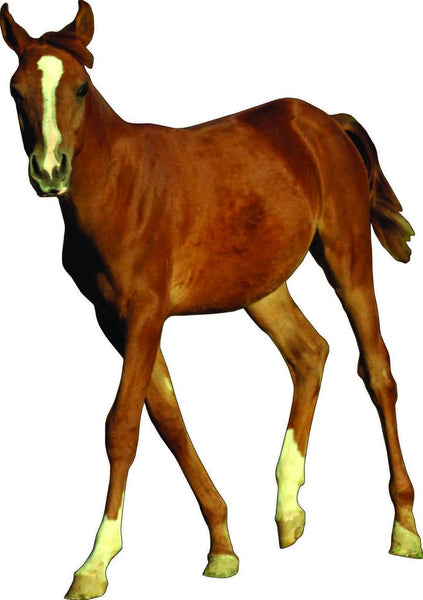 Horse XI Wall Decal Cutout
