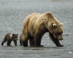 Mama & Baby Grizzly Wall Decal Poster