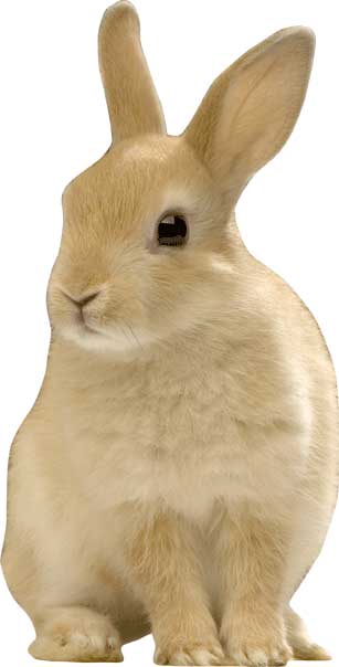 Sitting Bunny Wall Decal Cutout