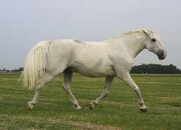 White Mustang Glossy Poster