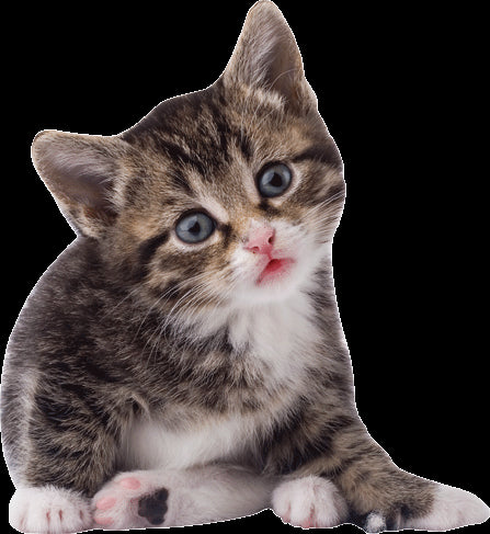 Cat II Wall Decal Cutout