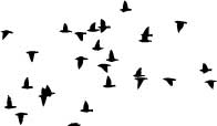Flocking Birds Black Sihouette Wall Decal Set