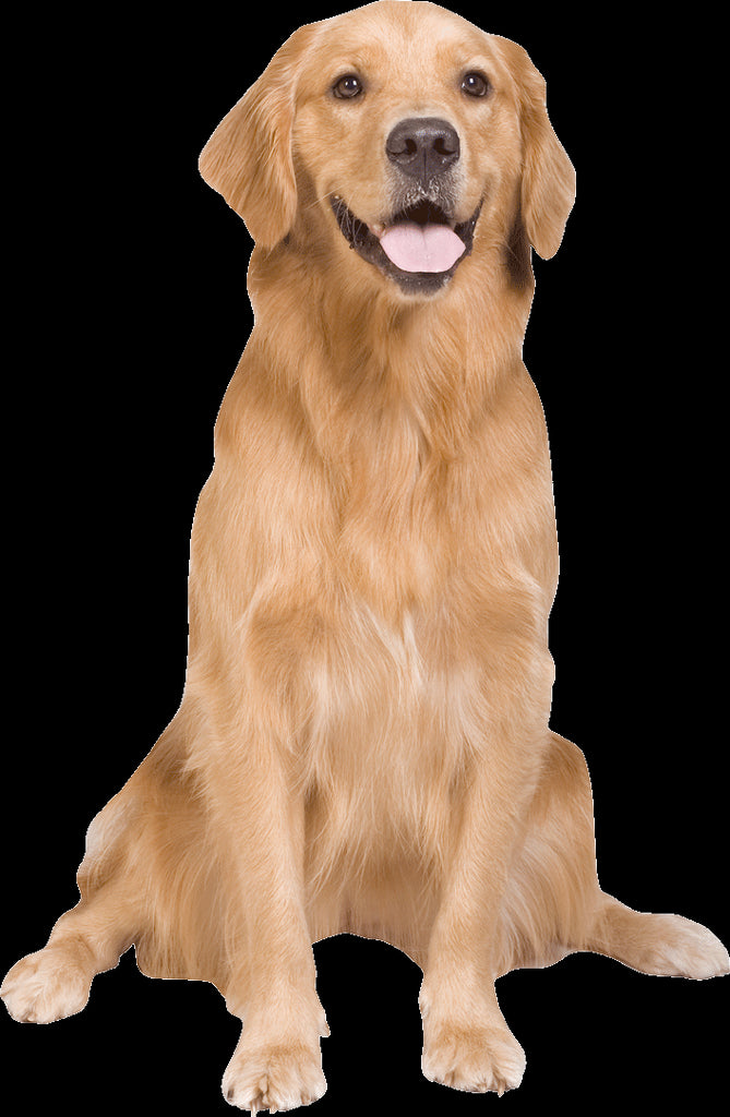 Golden Retriever Wall Decal Cutout