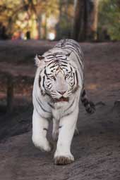 White Tiger Wall Decal Poster