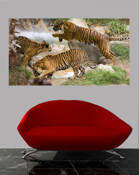 Tiger Gang Glossy Poster Installed