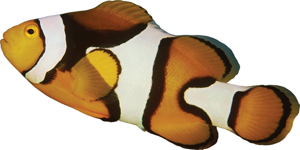 Clown Fish Wall Decal Cutout