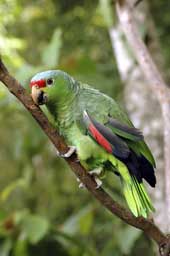 Parrot I Glossy Poster